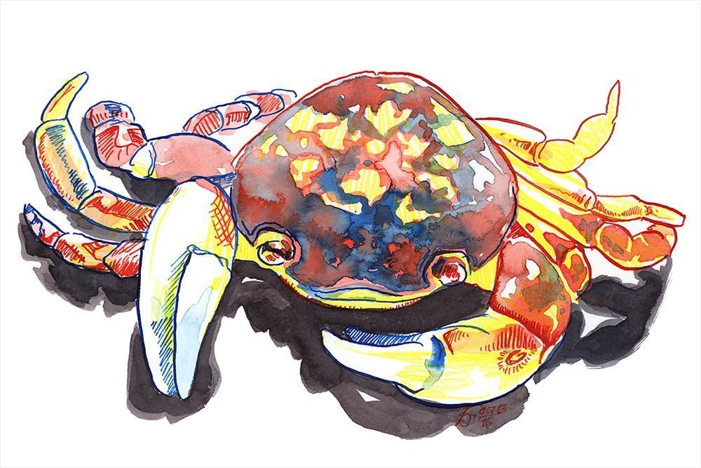 inktober crab